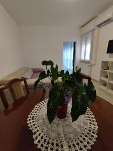 a living room with a potted plant on a table at Da Silvana in Rovereto