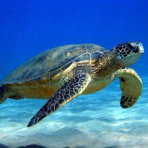 Animale la sau în apropiere de acest apartament