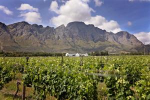 a vineyard with a house in front of mountains at Holden Manz Country House in Franschhoek