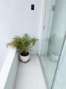 a bathroom with a toilet and a potted plant at Hostel Killamoon Centro in Paracas