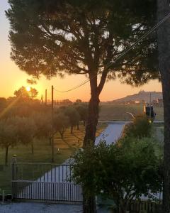 una vista sul tramonto di un albero e di una strada di CaSAle a Castelfidardo