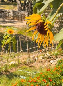 a large yellow sunflower growing in a garden at Mawa Cottage in Ulcinj