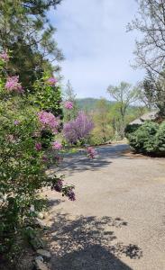 a road with pink flowers and trees on it at Yosemite Mountain Retreat in Oakhurst +12 photos