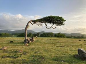 a tree in the middle of a grassy field at T2 Ti Joe Au cœur de Guadeloupe in Lamentin