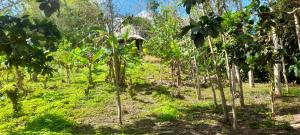a plantation of banana trees in a field at Los Mandainos in Santa Marta