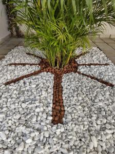 un jardin rocheux avec un palmier au milieu dans l'établissement Pousada Praias do Norte, à São Miguel dos Milagres