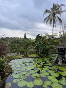 een vijver met lelies in een tuin met een palmboom bij The Brickhouse 