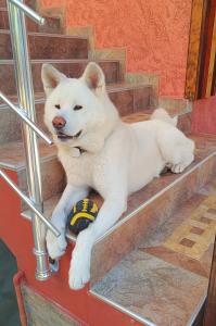 Ein weißer Hund liegt auf der Treppe in der Unterkunft Виктория Созопол in Sozopol