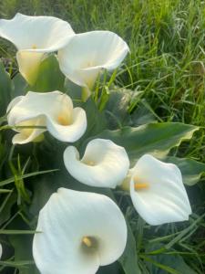 um grupo de flores brancas na relva em Two on Milner - ARUM COTTAGE - Stylish open-plan Guesthouse in Rondebosch na Cidade do Cabo