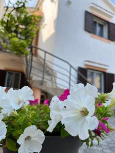 奧米沙利的住宿－Gita，建筑前的一盆白色花
