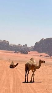 dos camellos parados en un camino de tierra en el desierto en Enad desert camp en Wadi Rum