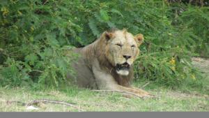 Φωτογραφία από το άλμπουμ του Amanya 1-Bed Zebra Tent σε Amboseli +30 φωτογραφίες