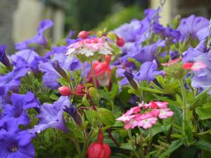ein Strauß lila und rosa Blumen in einem Garten in der Unterkunft Windbury Cottage in Bideford