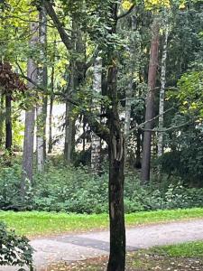 un albero in un parco vicino a una strada sterrata di Hyvällä sijainnilla iso kaksio Hervannassa a Tampere
