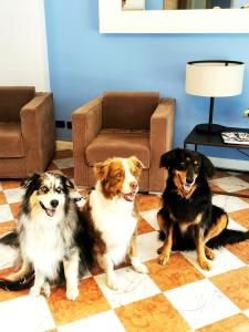 three dogs sitting on the floor in a living room at Aquazzurra Resort & Aparthotel in Cannobio