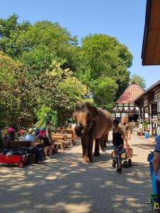 a large elephant walking down a street with a man pushing a cart at Tierpark Entdeckerhäuser in Wagenfeld