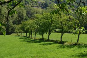 una fila de árboles en un campo de hierba en Domaine de Jouani - Pergola, en Villecomtal