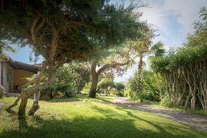 a tree in the grass next to a house at Cruccùris Resort - Adults Only in Villasimius