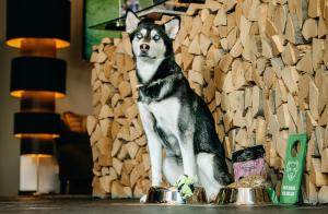 a husky dog sitting in front of a wall at Romantik Berghotel Astenkrone in Winterberg