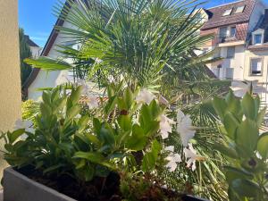 a palm tree with white flowers in a planter at LES MARAICHERS in Strasbourg