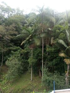 un grupo de palmeras en un bosque en Pousada da Alê en Blumenau