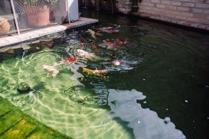 a pond filled with kites and trash in a yard at Recanto das Videiras - Casa em Vinícola in Itapira