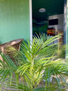 una planta verde frente a una casa en Cabanas Prema, en Praia do Rosa
