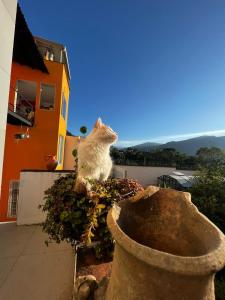 a cat sitting on top of a plant at B&B - Trekking y Senderismo in Choachí