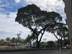 a tree on the side of a street with palm trees at Magnifique F3 tout équipé in Papeete