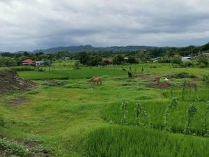 un groupe de chevaux paissant dans un champ d'herbe dans l'établissement SMyleINN Farm, à San Fernando