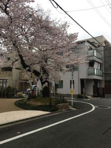 un albero sul lato di una strada con un edificio di 京都LanLan a Kyoto