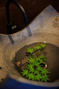 um monte de plantas em um pote de água em 浜崎の宿萩別邸 em Hagi