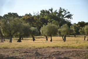 Ảnh trong thư viện ảnh của Quinta Dos Carvalhos Castelo Branco ở Castelo Branco +43 ảnh