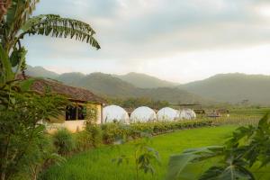a row of domes in a field with mountains in the background at Borobudur Luxury Glamping in Magelang
