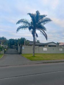 uma palmeira ao lado de uma estrada em 14 on Braemar em Durban