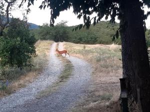 Un cervo che cammina lungo una strada sterrata in un campo di B&B Casa dei Cuori - Natura, Silenzio, relax a 550 m di quota a Langhirano
