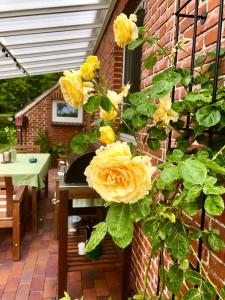 a plant with yellow roses on a patio at Naturparadies in Aurich in Aurich