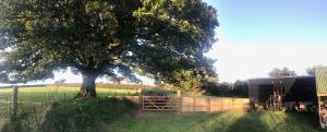 Imagem da galeria de Oak Tree Lodge: Unique 2 level Shepherd's Hut: Dartmouth em Dartmouth