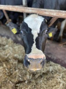 Zvieratá na farme alebo blízkom okolí