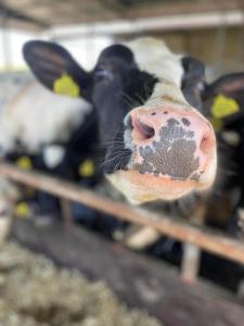 Zvieratá na farme alebo blízkom okolí