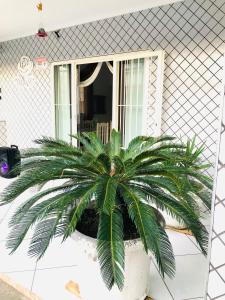 a palm tree in a pot in front of a window at Casa espaçosa com Piscina e Churrasqueira 2 dorm in Guarujá