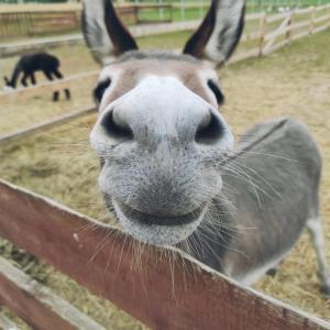 Afbeelding uit fotogalerij van Agroturystyka Nad Łąkami in Kłodzko