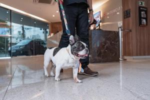 a small black and white dog on a leash at Intercity Montes Claros in Montes Claros