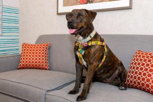 Питомец или питомцы в Hampton Inn Buffalo-Williamsville