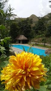 a yellow flower in front of a swimming pool at Araplay Lodge in Santa Teresa