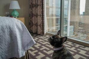 和主人一起入住Homewood Suites by Hilton Chicago West Loop Fulton Mkt Area的宠物