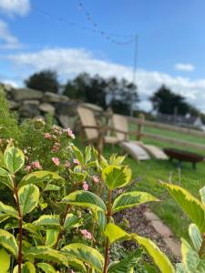 a bush with pink flowers and benches in a park at The Stone Wall Hideaway in Portglenone