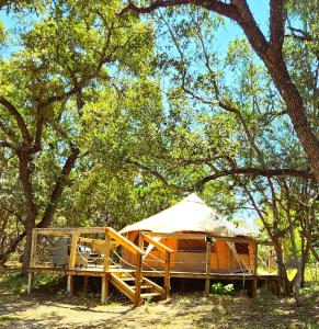 a tent in the shade of a tree at Al's Hideaway Glamping Tents in Pipe Creek
