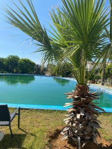 a palm tree in front of a swimming pool at luxury condo with sea view in Tangier