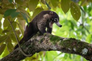 a baby bear is standing on a tree branch at Botanika Osa Peninsula, Curio Collection By Hilton in Puerto Jiménez